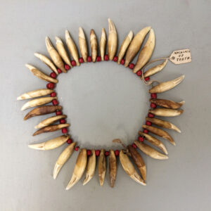 North American Indian Necklace of Coyote teeth